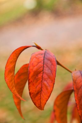 Stewartia sinensis - stevartie čínská - list podzim